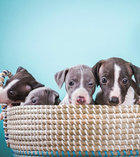 6 Steps to housetrain your puppy