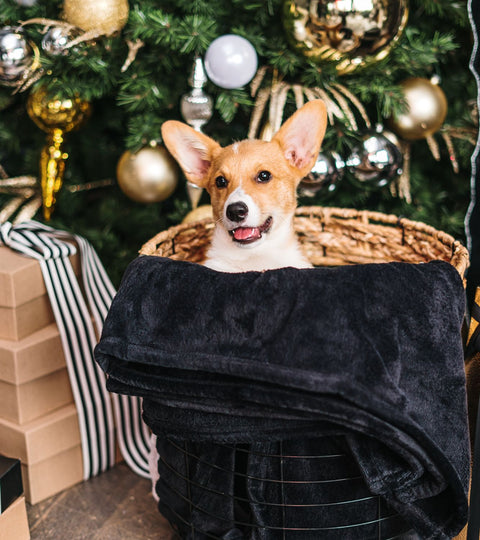A Holiday Gift Guide for Dogs and Dog Lovers