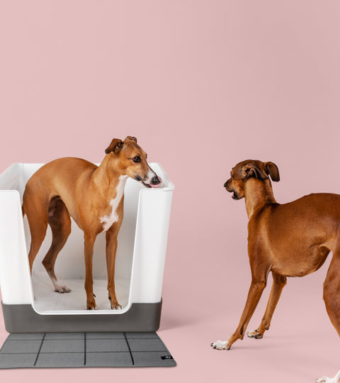 Do you need more than 1 Doggy Bathroom?