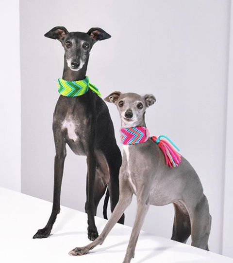 Top Tips for Potty Training Italian Greyhounds