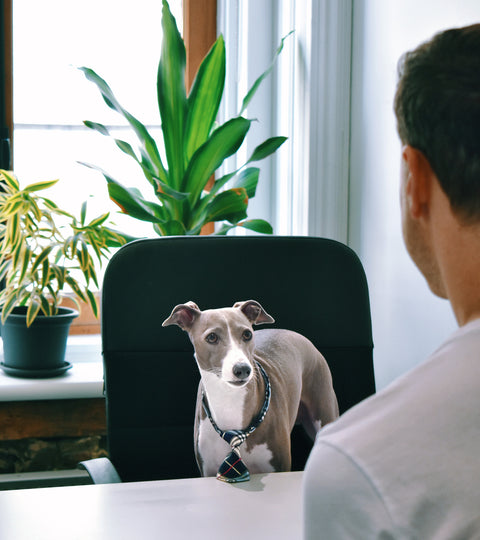 Benefits of a pet-friendly office