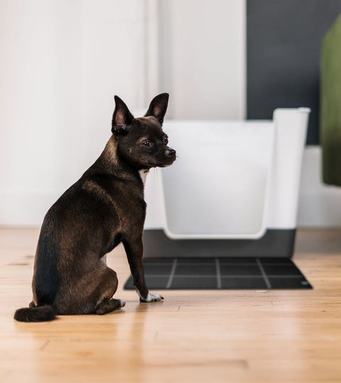 Is Your Dog Scared of the Doggy Bathroom?