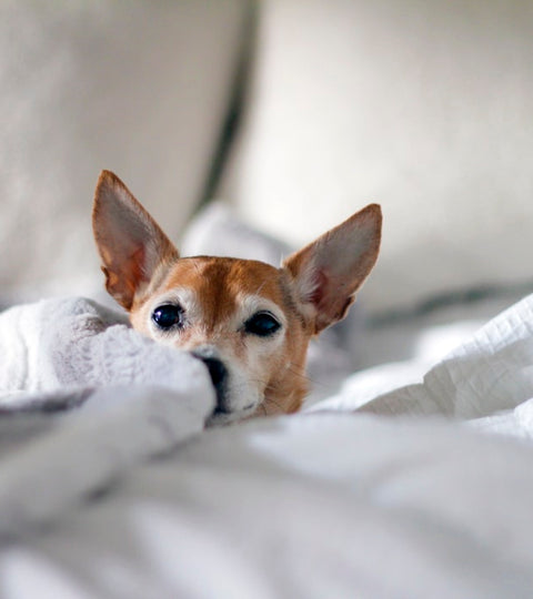 Top Tips for Potty Training Chihuahuas