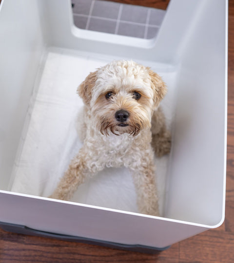 Does Your Dog Think The Doggy Bathroom Is a Crate?