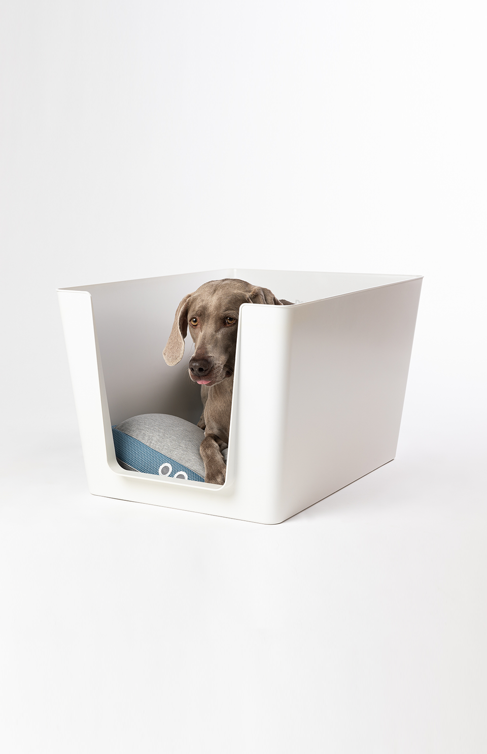 Best dog litter deals box